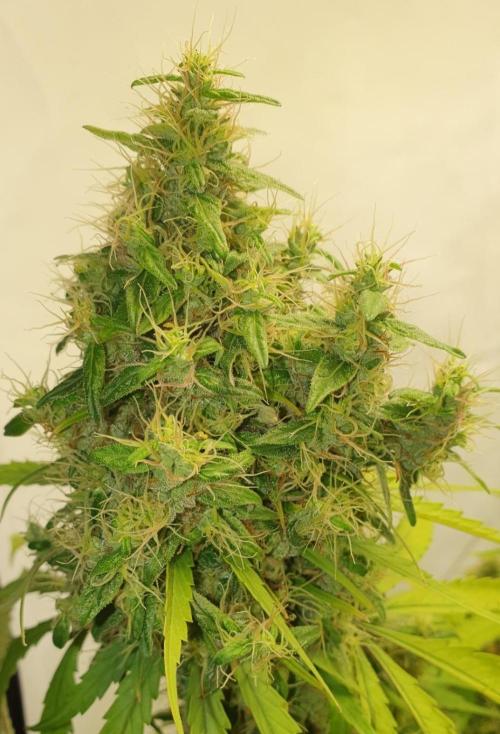 🥀 Rosie 🌹. Week 17