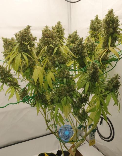 🥀 Rosie 🌹. Week 18