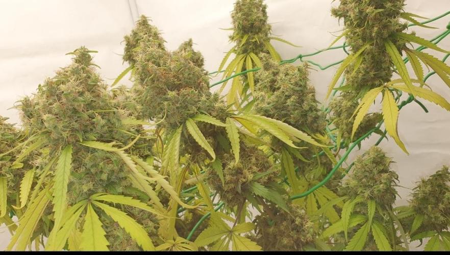 🥀 Rosie 🌹. Week 18