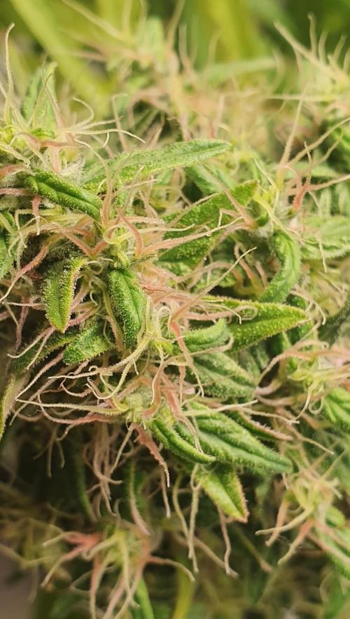 🥀 Rosie 🌹. Week 18