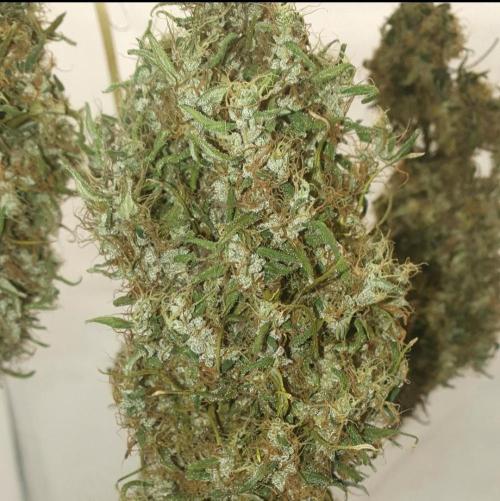 🥀 Rosie 🌹. Week 19