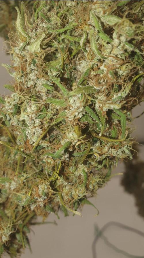 🥀 Rosie 🌹. Week 19 - Hung up to dry