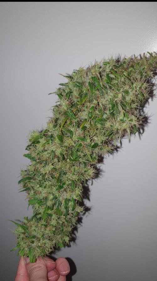 🥀 Rosie 🌹. Week 19 - Nice buds from the branches