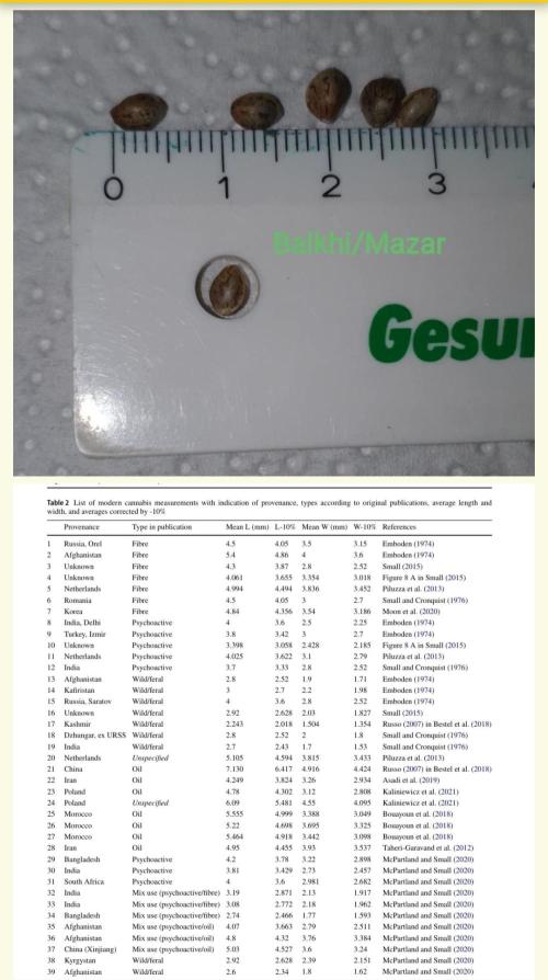 🥀 Rosie 🌹. Week 19 - Nice 