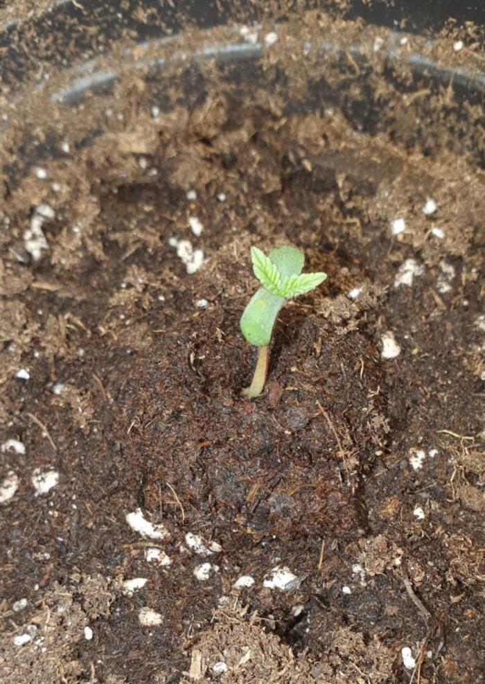 Sativa of Enlightenment. Week 1 - All babies look the same.