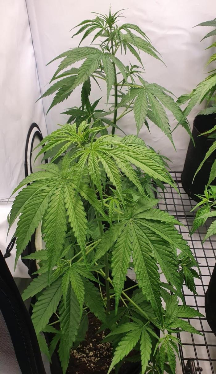 Sativa of Enlightenment. Week 6 - 2 nice examples here in the photo. Fast aggressive growers.