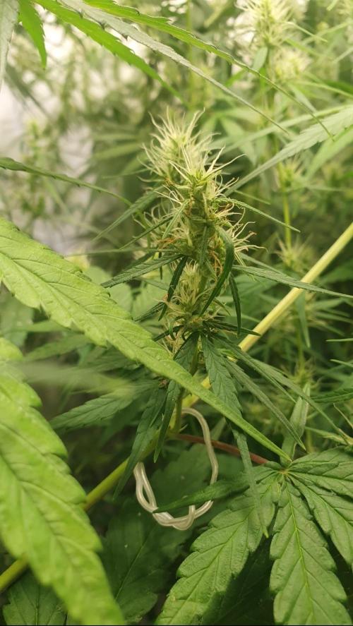 Sativa of Enlightenment. Week 10 - Pollinated this branch. 