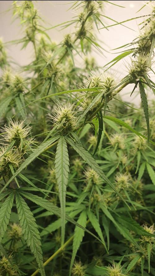 Sativa of Enlightenment. Week 10