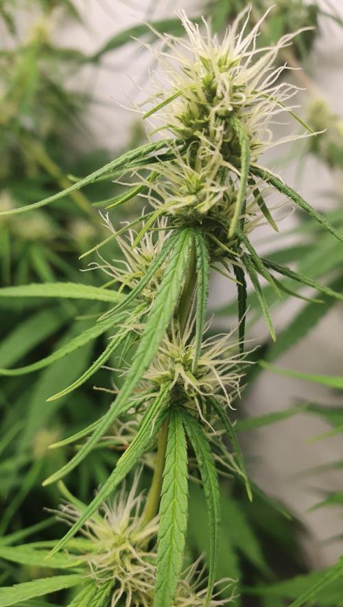 Sativa of Enlightenment. Week 10