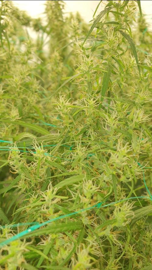 Sativa of Enlightenment. Week 11 - The form