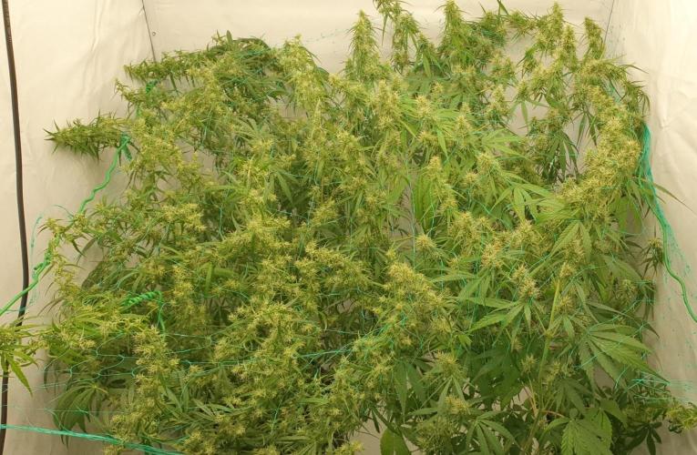 Sativa of Enlightenment. Week 11 - Got the net adjusted, removing some material to do what's needed.