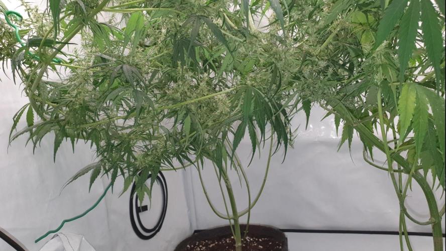 Sativa of Enlightenment. Week 11 - Bottom has been kept clean.