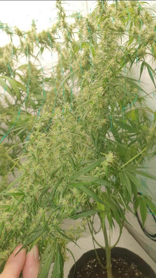 Sativa of Enlightenment. Week 11 - There it be