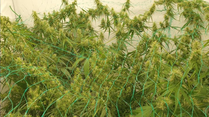 Sativa of Enlightenment. Week 11 - I just threw a trellis net over it to see what could easily come down