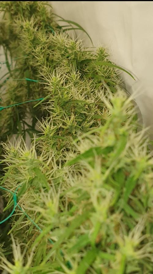 Sativa of Enlightenment. Week 12 - Too close to the wall