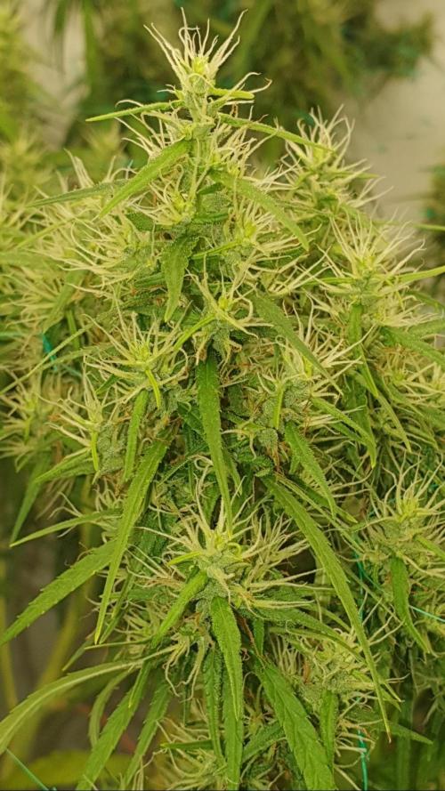 Sativa of Enlightenment. Week 12