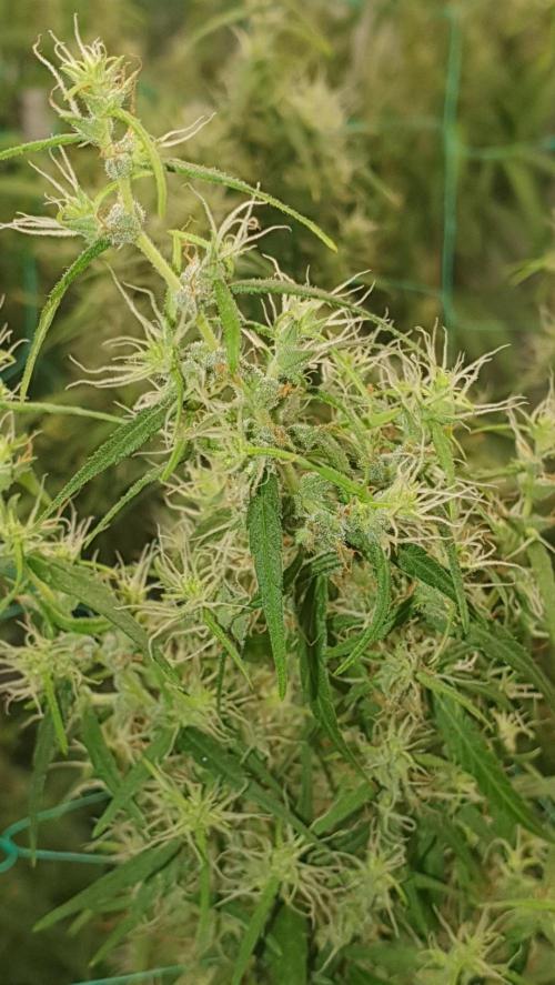 Sativa of Enlightenment. Week 12 - Let's look closer