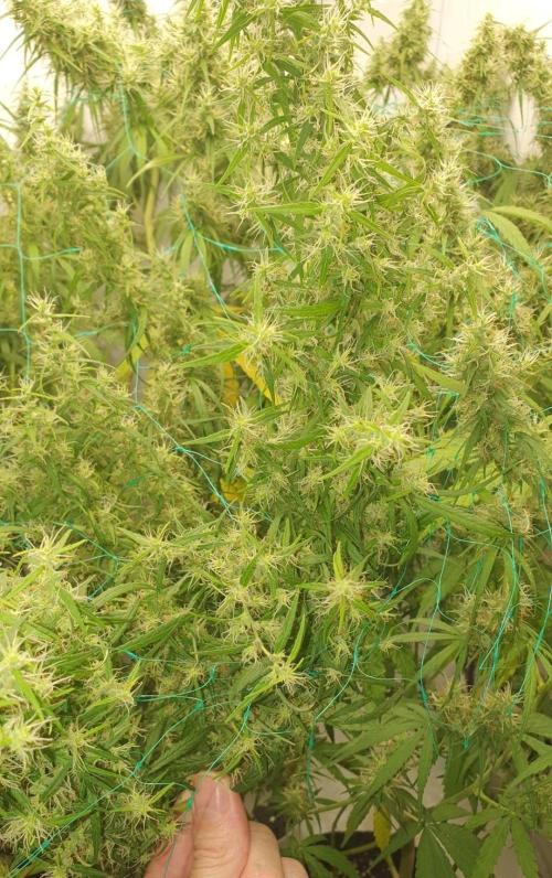 Sativa of Enlightenment. Week 12 - Inflorescences... so much