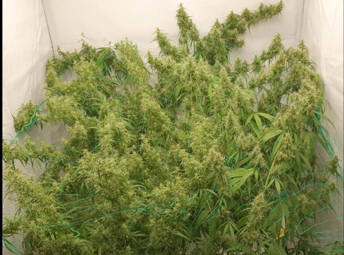 Sativa of Enlightenment. Week 12 - Produces some major inflorescences... and this is barely the beginning. A mess