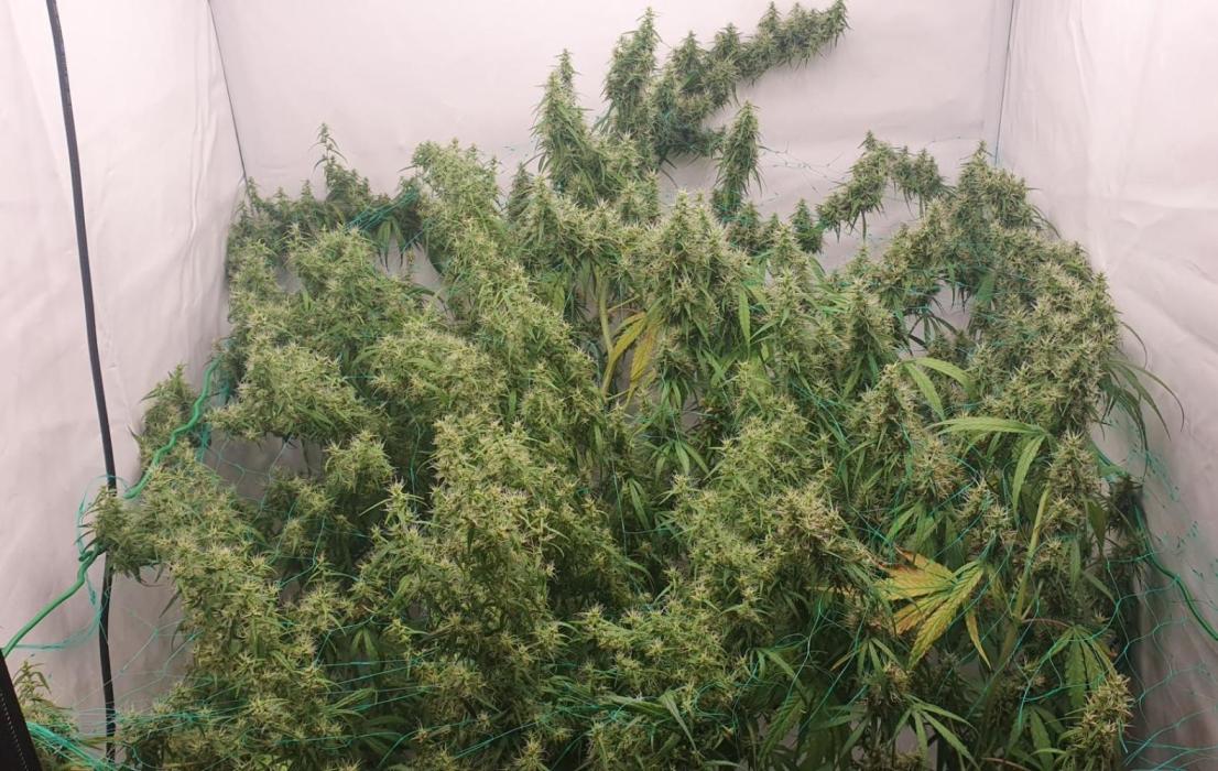 Sativa of Enlightenment. Week 13 - A week later. 