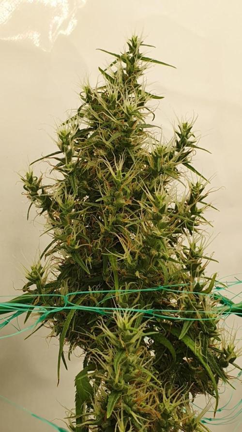 Sativa of Enlightenment. Week 16 - Maturing