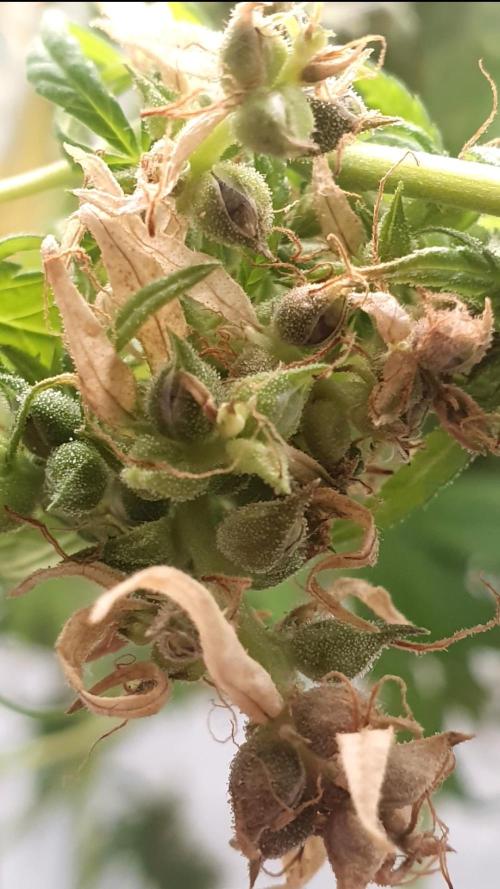 Sativa of Enlightenment. Week 16 - True F1-Hybrid seeds.