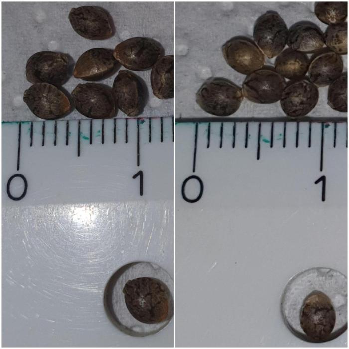 Sativa of Enlightenment. Week 18