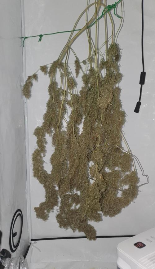 Sativa of Enlightenment. Week 20