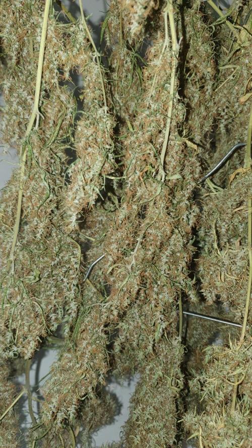 Sativa of Enlightenment. Week 20