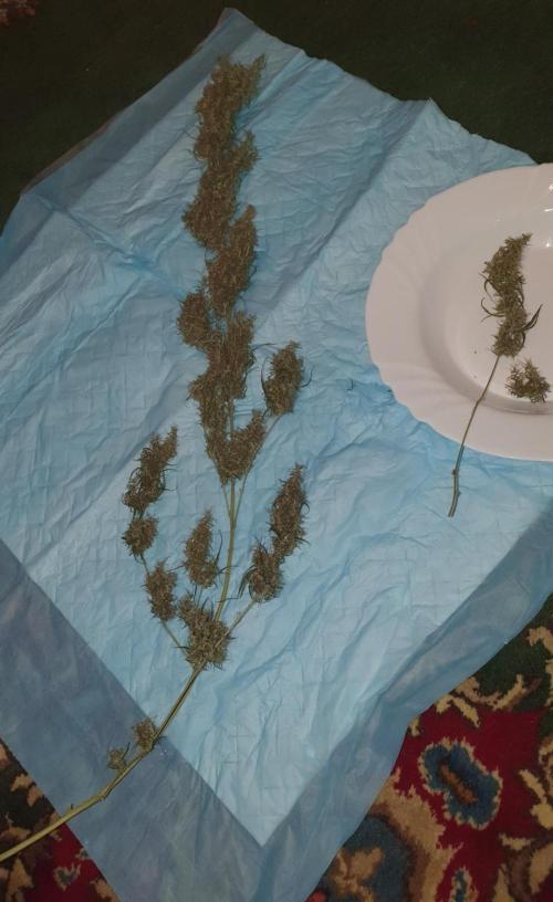 Sativa of Enlightenment. Week 20 - This branch easy to trim