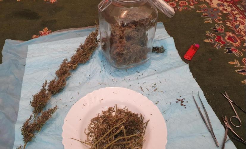 Sativa of Enlightenment. Week 20 - Fill the jar makes this much trim