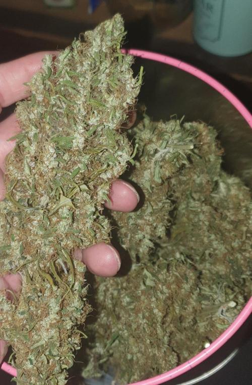 🥀 Rosie 🌹. Week 19