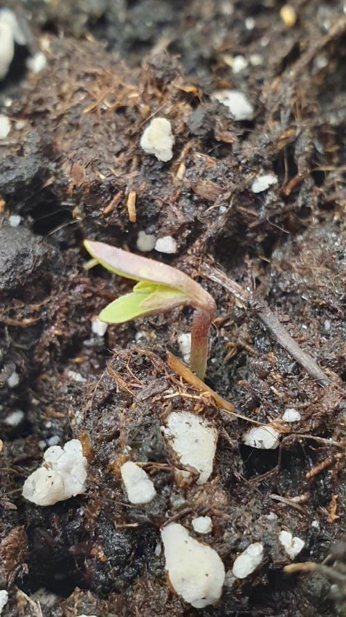 Thin Mint F1-Hybrid. Week 0