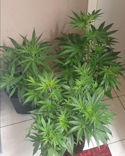 Thin Mint F1-Hybrid. Week 5 - 4 x Thin Mint. Top left is slightly more thin leaf type. I like those the best.
