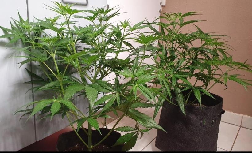 Thin Mint F1-Hybrid. Week 5