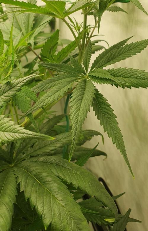 Thin Mint F1-Hybrid. Week 5