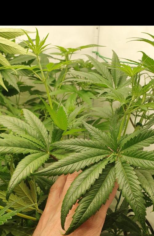 Thin Mint F1-Hybrid. Week 5