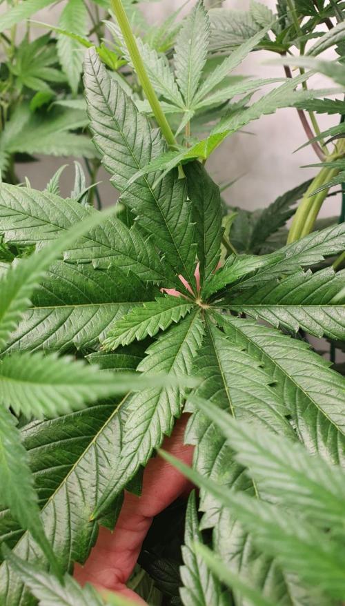 Thin Mint F1-Hybrid. Week 5