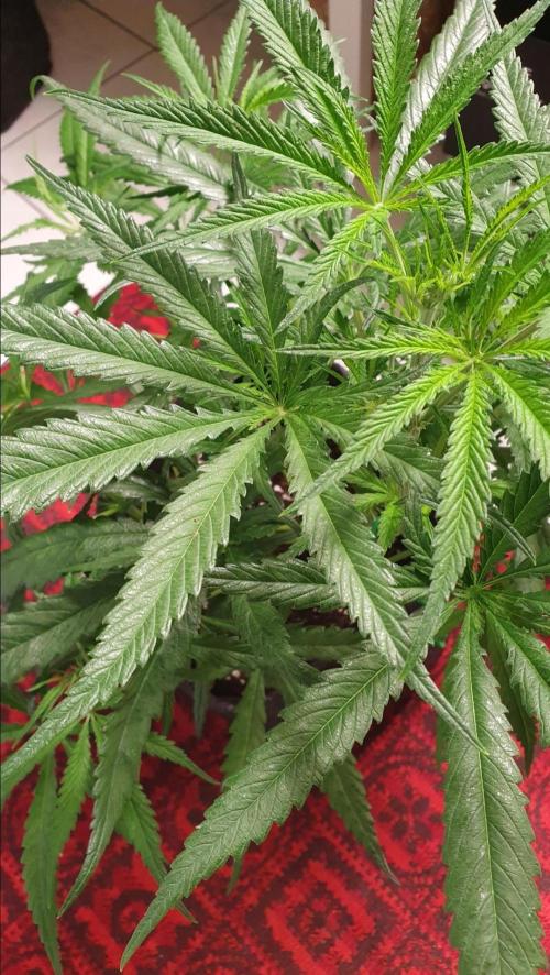 Thin Mint F1-Hybrid. Week 5