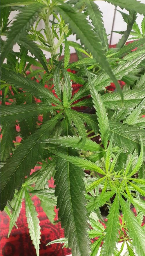 Thin Mint F1-Hybrid. Week 5