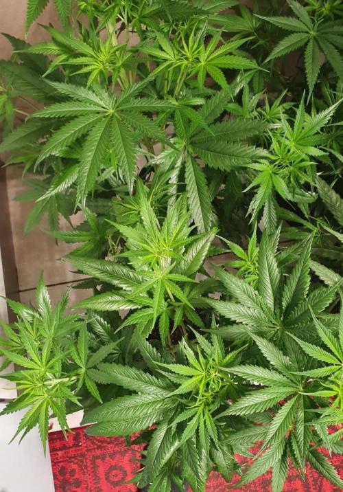 Thin Mint F1-Hybrid. Week 5