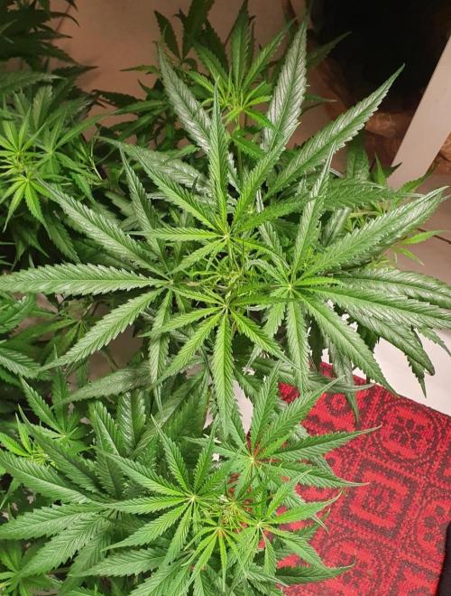 Thin Mint F1-Hybrid. Week 5