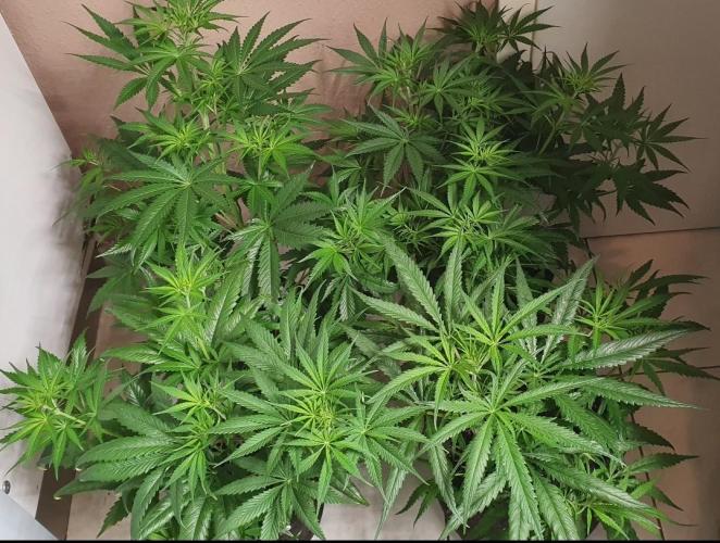 Thin Mint F1-Hybrid. Week 5