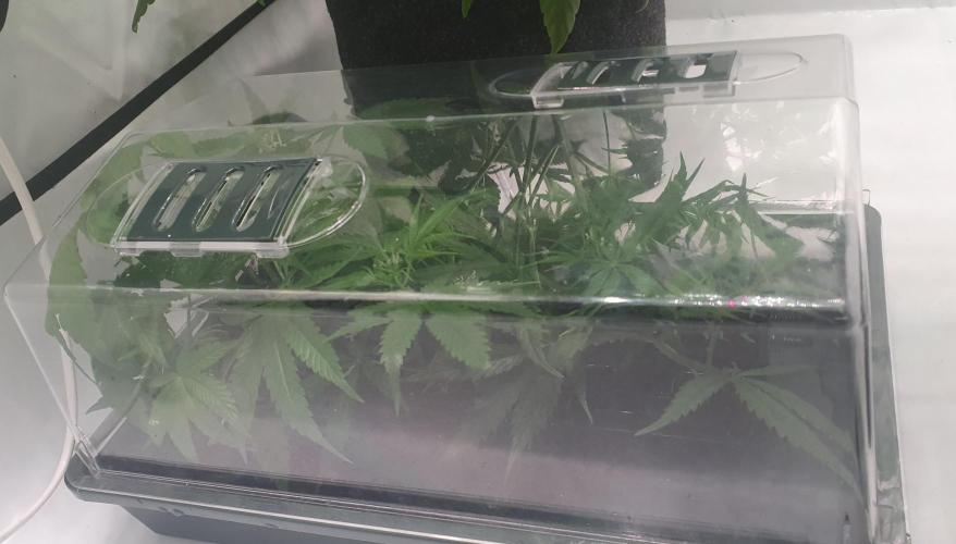 Thin Mint F1-Hybrid. Week 5