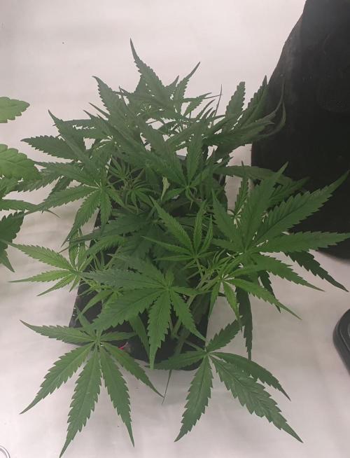 Thin Mint F1-Hybrid. Week 5