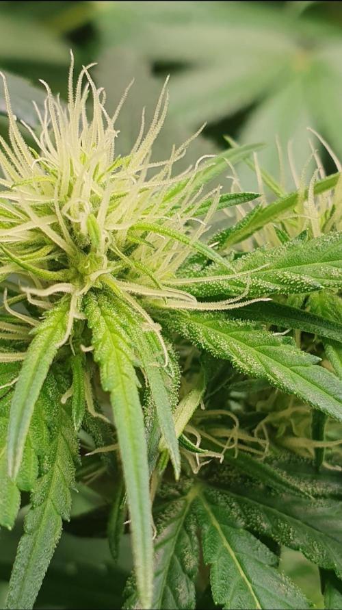 Thin Mint F1-Hybrid. Week 7