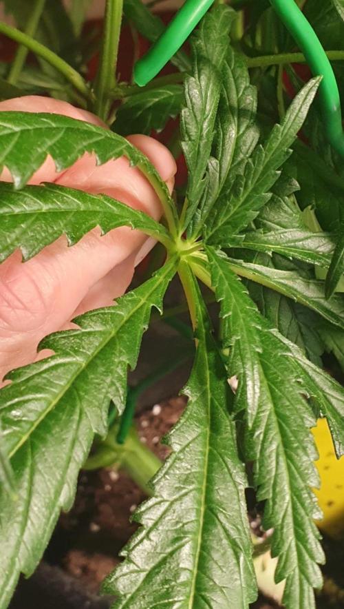 Thin Mint F1-Hybrid. Week 7