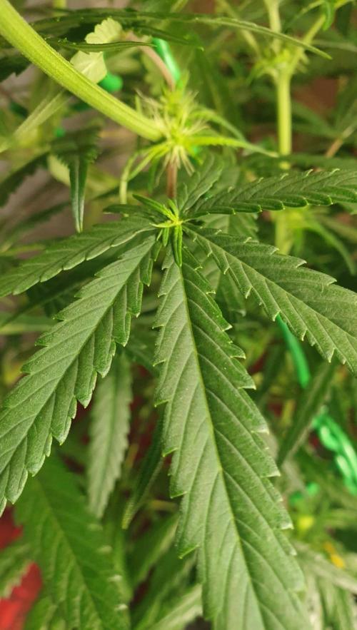 Thin Mint F1-Hybrid. Week 7