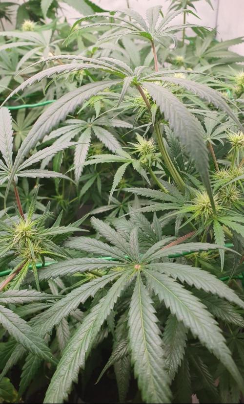 Thin Mint F1-Hybrid. Week 7