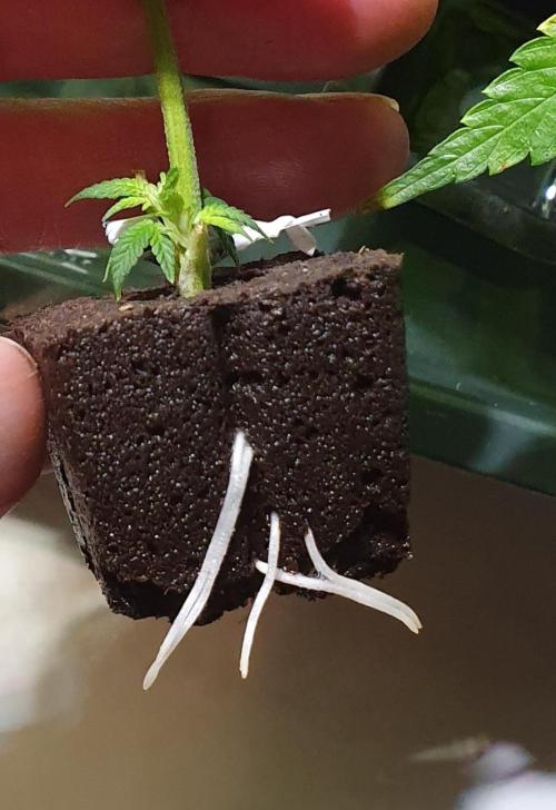 Thin Mint F1-Hybrid. Week 7